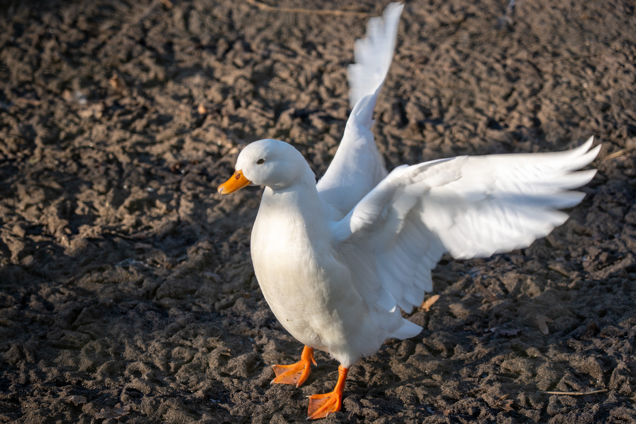 Natuur