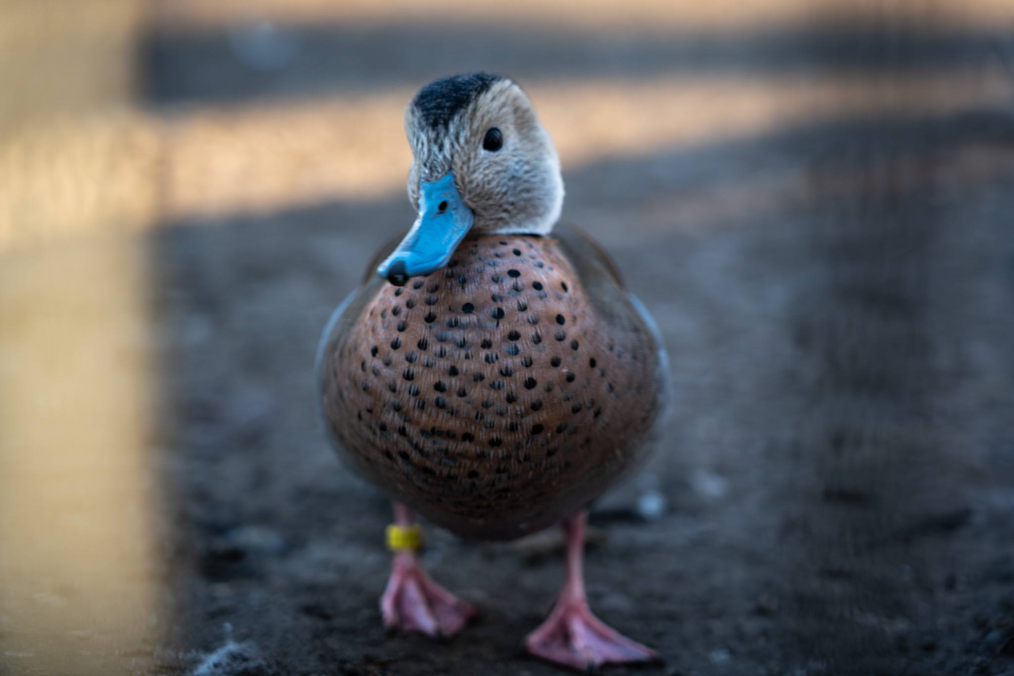 Natuur