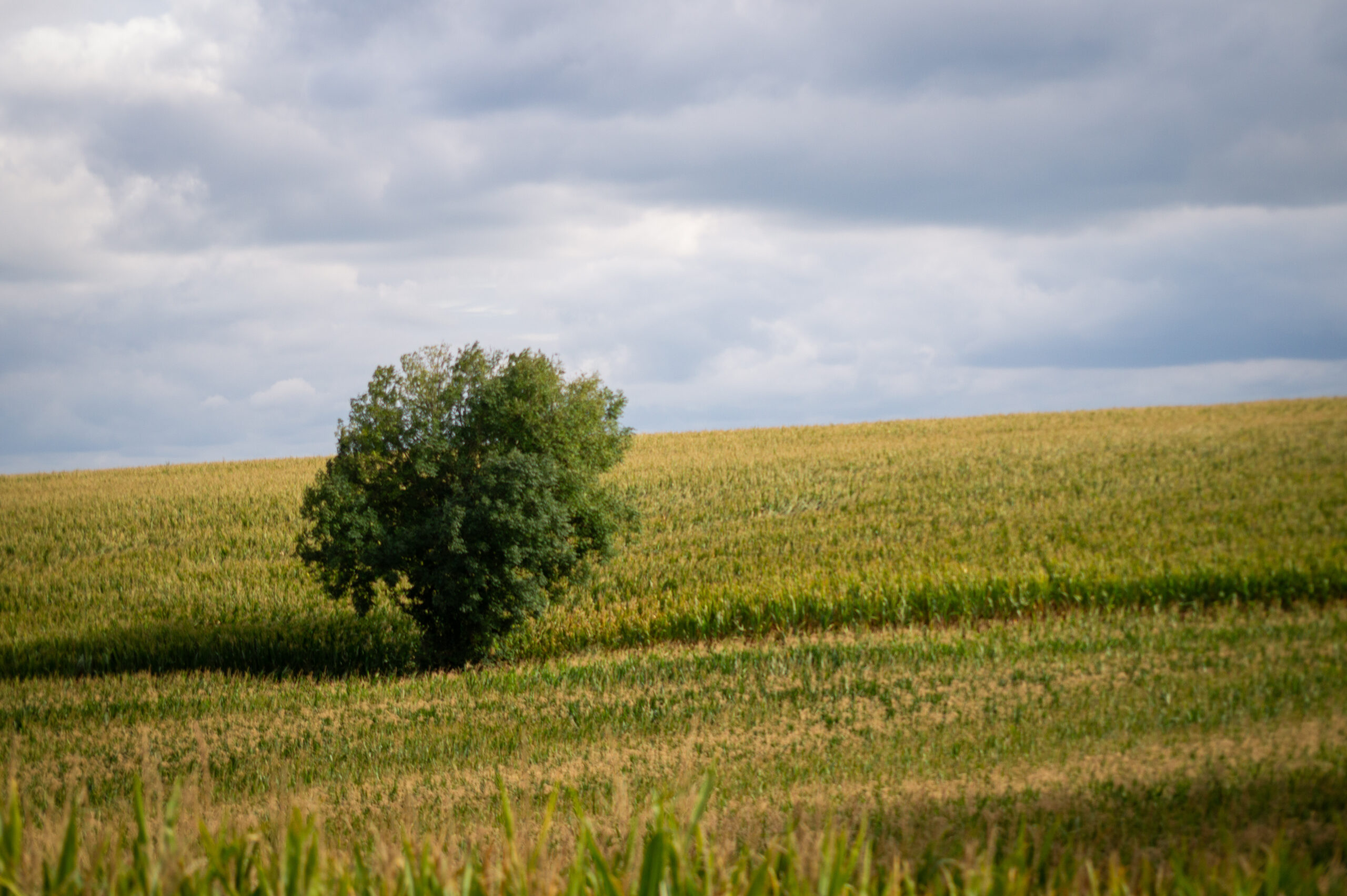 Natuur