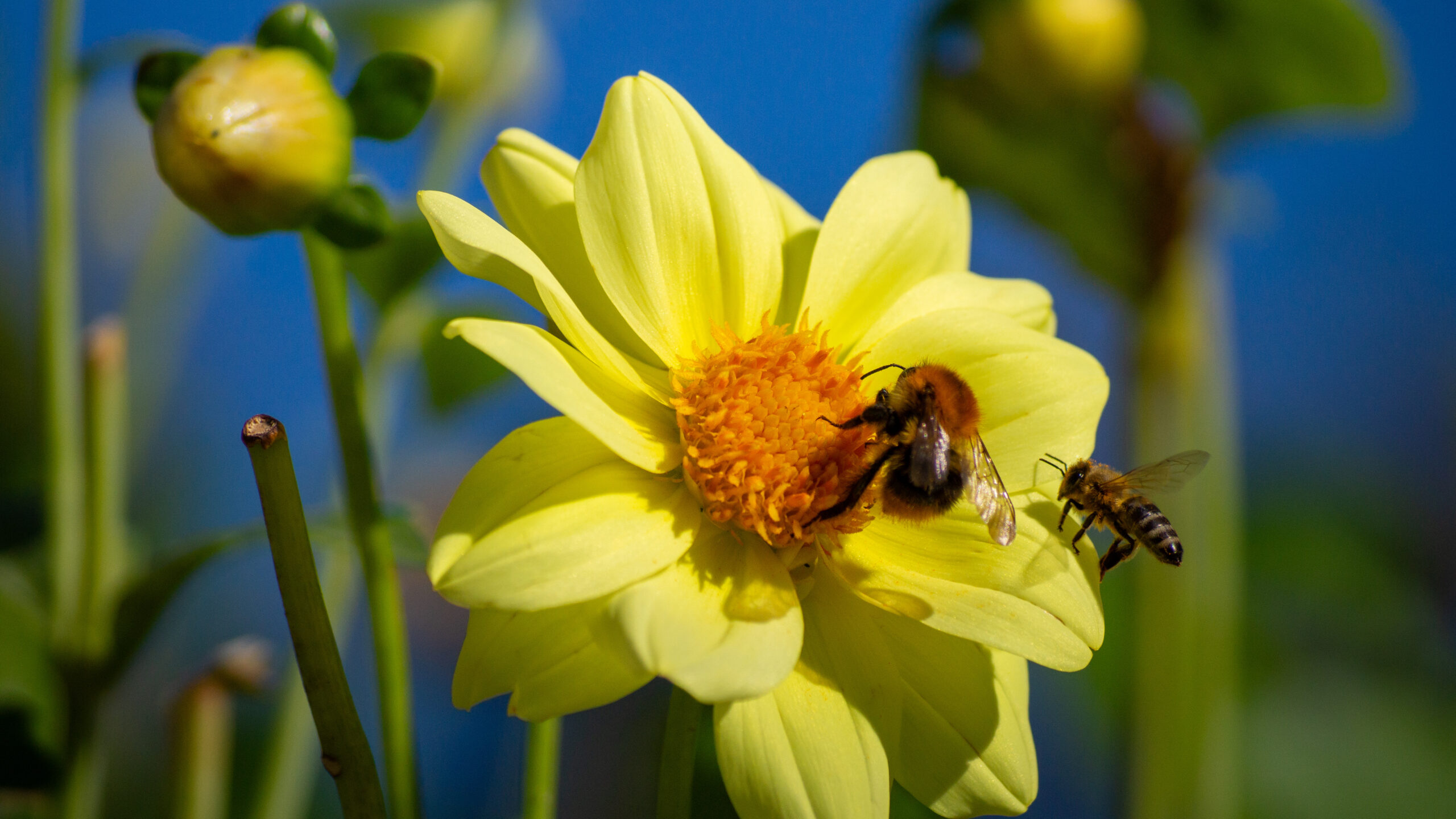 Natuur