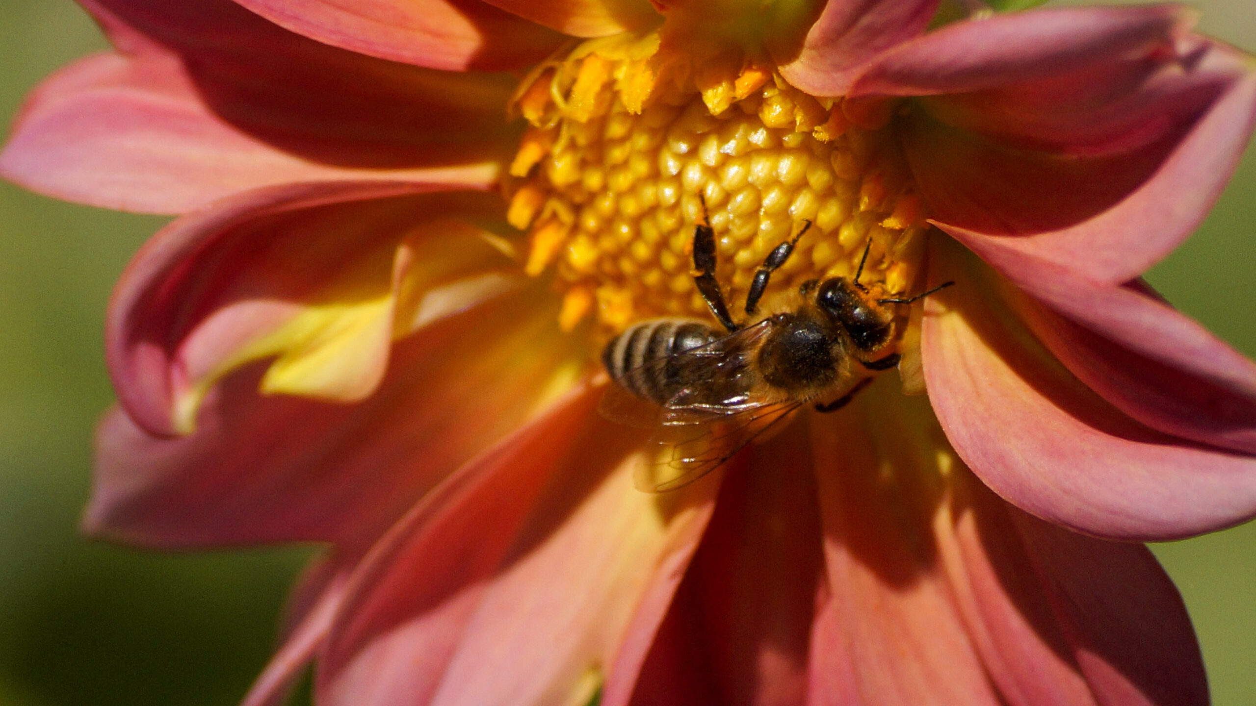 Natuur